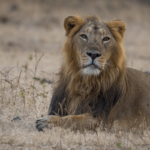 Gir Forest National Park