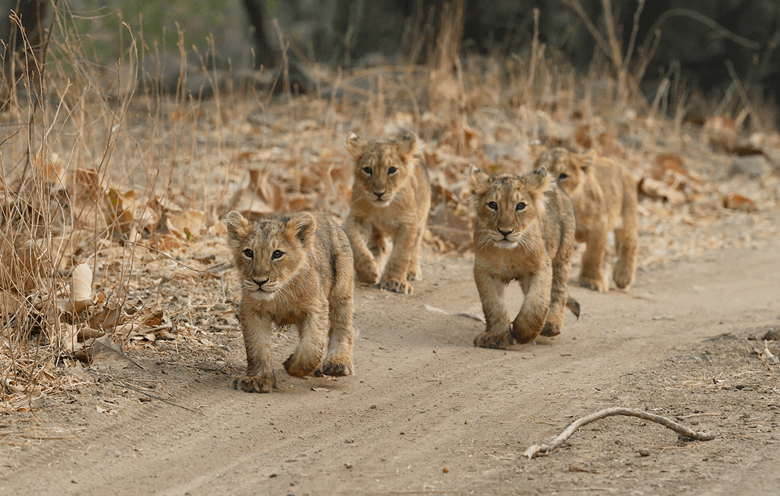 Gir Jungle Trail Safari