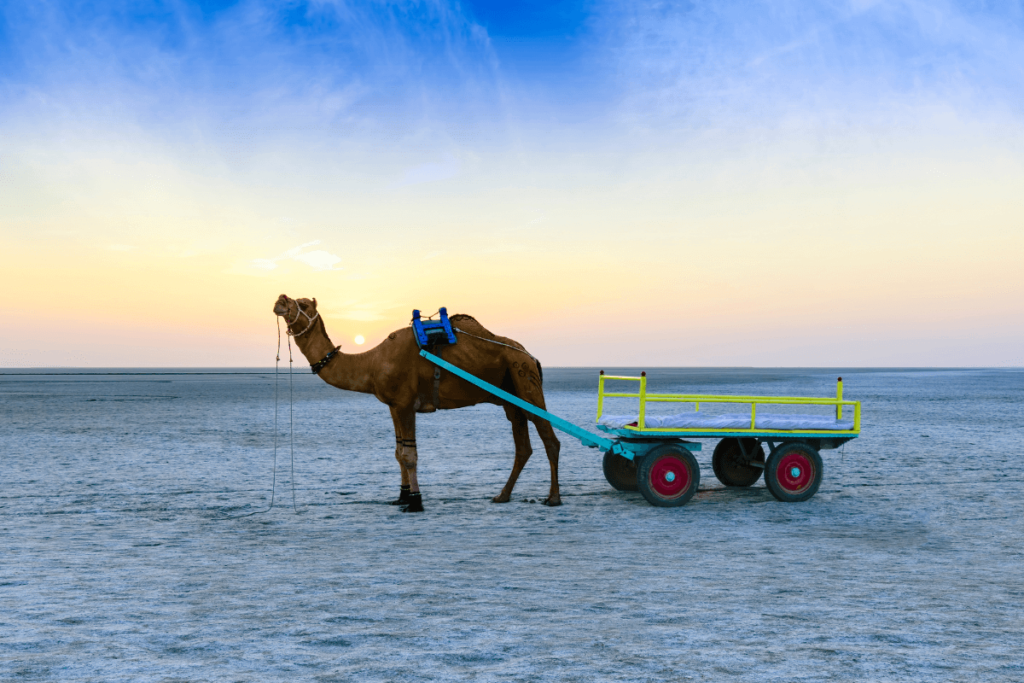 camel safari in gujarat