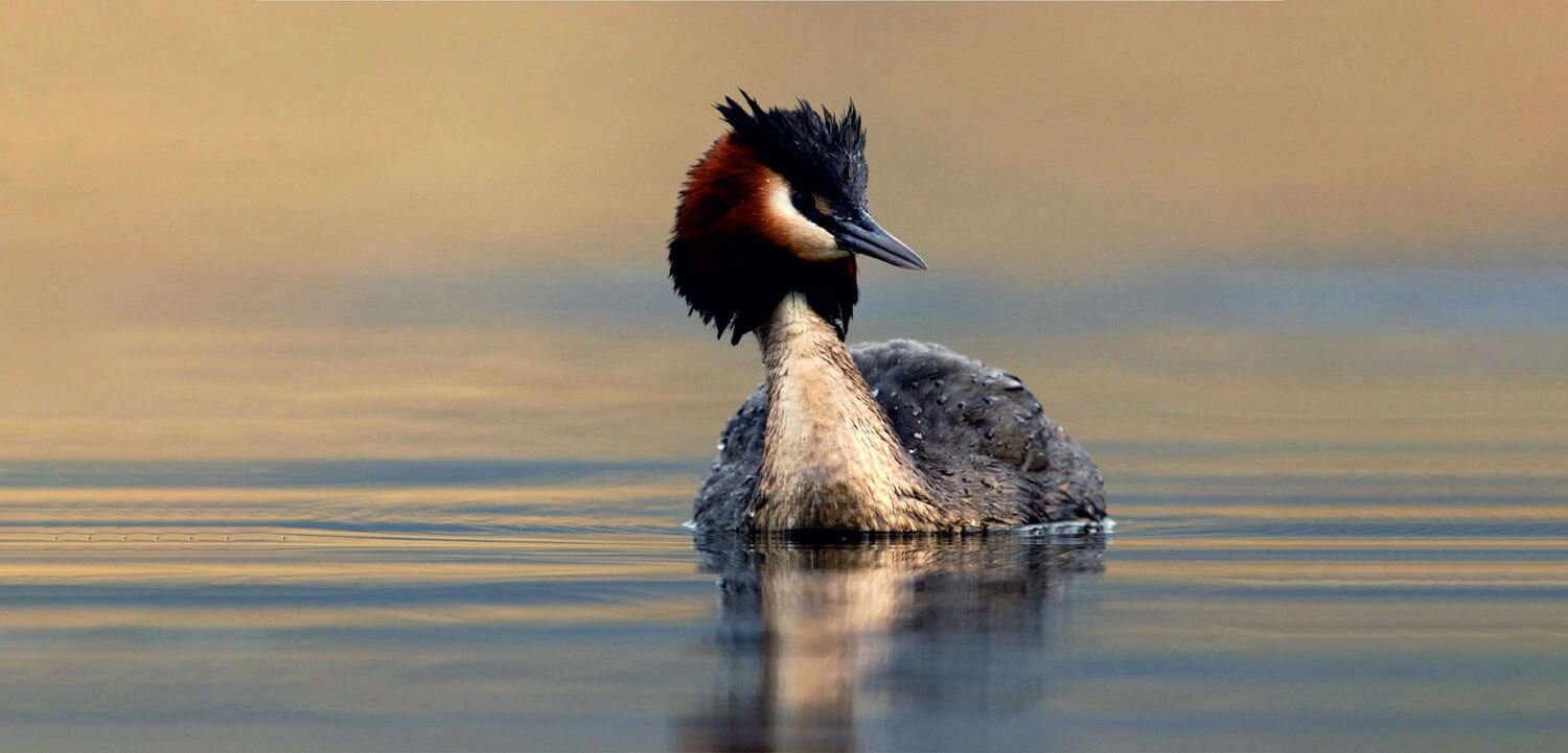 Porbandar-Bird-Sanctuary