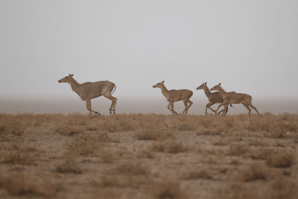 camel safari in gujarat